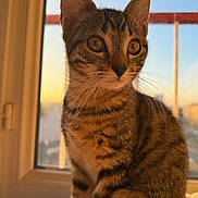 Goku a rejoint le concours — aidez-le/la à gagner de superbes lots ! cat, kitten, tabby, animal, pet, indoor, window, sunset, golden_hour, whiskers, fur, close_up, young, cute, sitting, face, ears, eyes, portrait, domestic