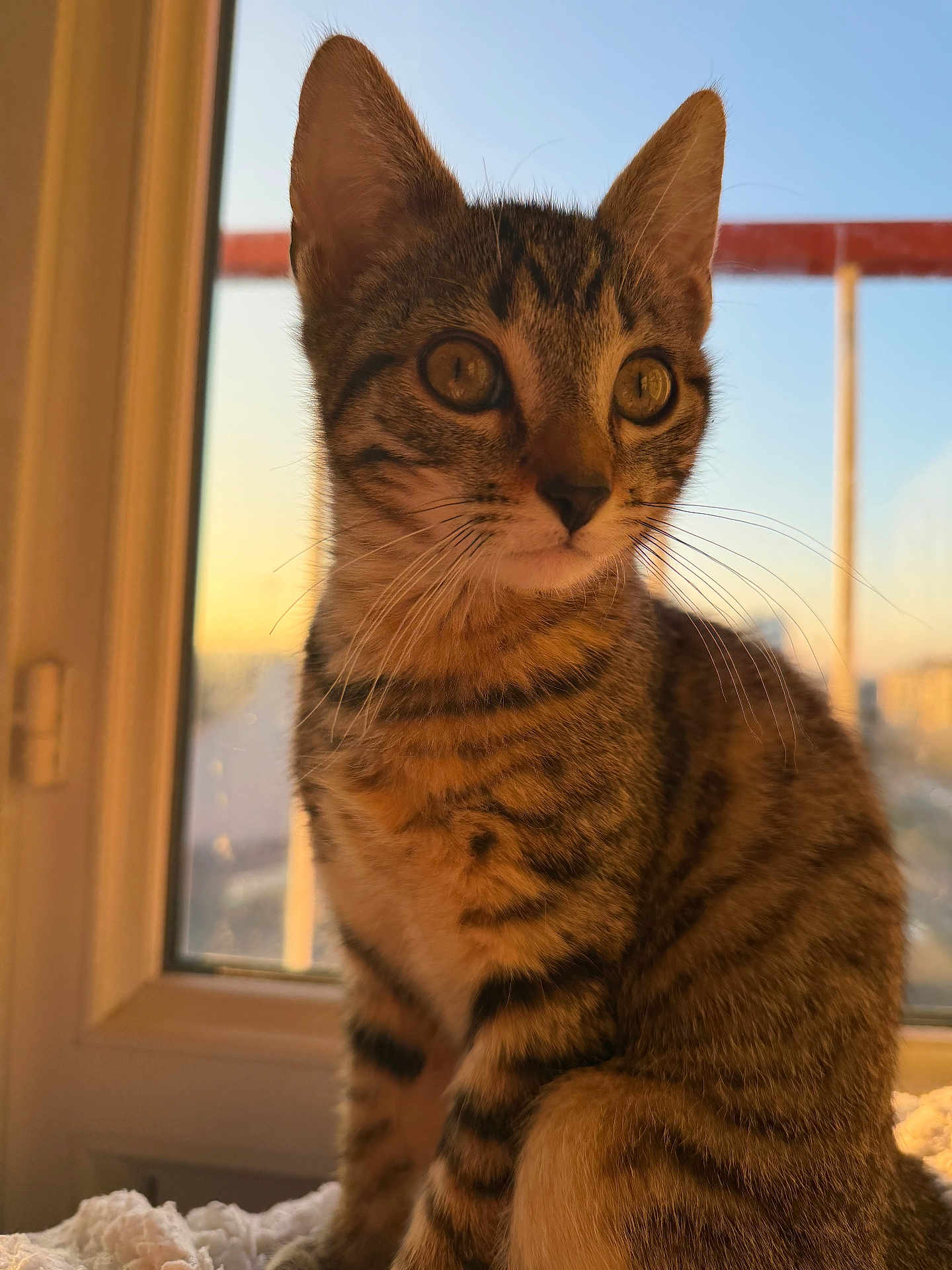 Goku a rejoint le concours — aidez-le/la à gagner de superbes lots ! cat, kitten, tabby, animal, pet, indoor, window, sunset, golden_hour, whiskers, fur, close_up, young, cute, sitting, face, ears, eyes, portrait, domestic