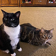 Panda joined the competition — help win amazing prizes! animal, carpet, cat, cozy, decorations, domestic, ears, eyes, furniture, indoor, lying_down, paws, pet, sitting, tabby_cat, tinsel, tuxedo_cat, two_cats, whiskers, wooden_cabinet