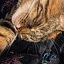 Sassy joined the competition — help win amazing prizes! animal, cat, close_up, colorful, cozy, cute, fabric, feline, fur, indoor, mammal, peaceful, pet, relaxed, resting, sleeping, soft, sparkles, tabby, whiskers