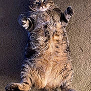 Sassy joined the competition — help win amazing prizes! animal, carpet, cat, cute, domestic_animal, fluffy, four_legs, fur, indoor, looking_up, lying_down, mammal, paws, pet, playful, relaxed, tabby, tabby_pattern, tail, whiskers