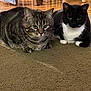 animal, black_and_white_cat, carpet, cat, close_up, companion, domestic_animal, ears, eyes, feline, floor, furniture, indoor, pet, relaxed, sitting, tabby_cat, two_cats, whiskers, wooden_floor