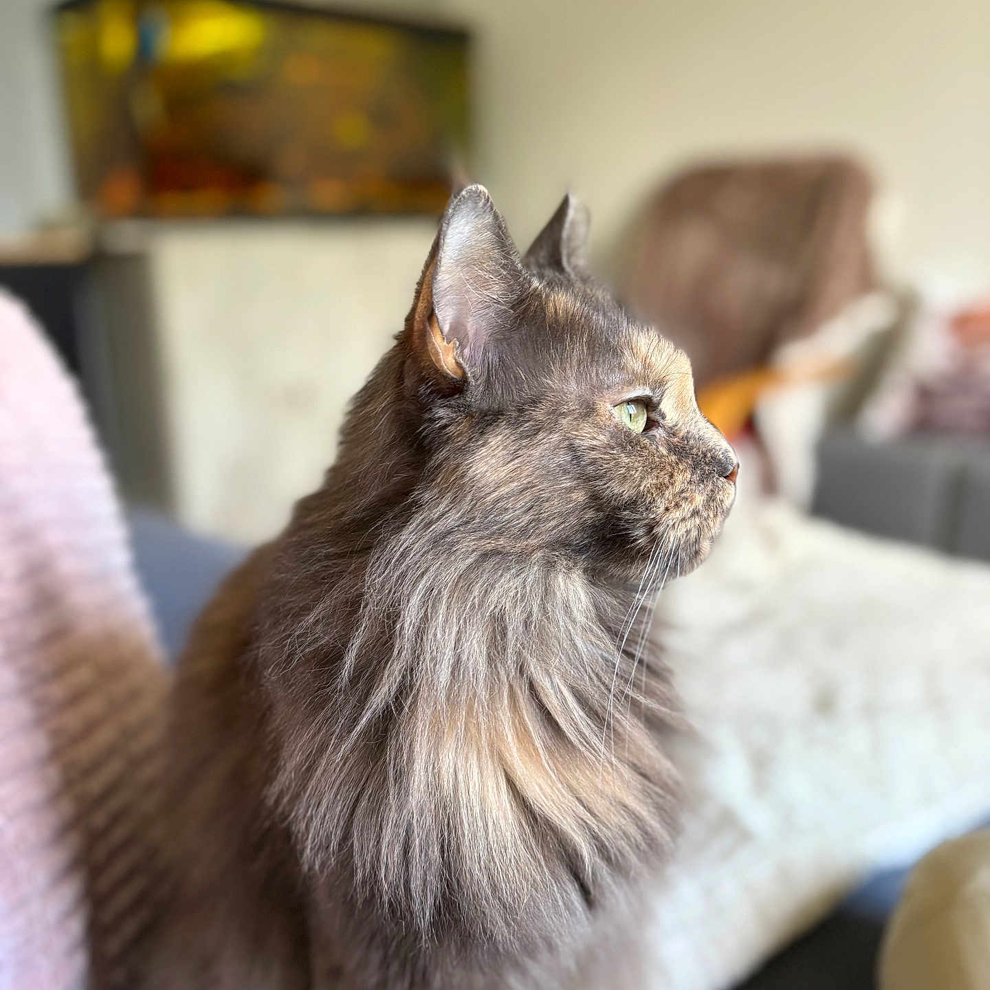 Plume a rejoint le concours — aidez-le/la à gagner de superbes lots ! animal, blurred_background, calm, cat, cozy, cute, domestic_cat, feline, fluffy, fur, green_eyes, home, indoor, long_hair, mammal, pet, profile, sitting, soft_light, whiskers