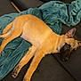 dog, couch, blanket, indoor, relaxed, pet, fur, canine, lying_down, cozy, teal, dark_fabric, pillow, resting, animal, home, comfort, ears, paw, sleepy