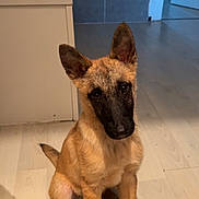 Kasteel a rejoint le concours — aidez-le/la à gagner de superbes lots ! dog, puppy, indoor, floor, light_wood, ears, cute, pet, animal, sitting, tilt_head, brown_fur, black_muzzle, home, bathroom, vanity, tiles, curious, young, companion