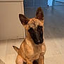 dog, puppy, indoor, floor, light_wood, ears, cute, pet, animal, sitting, tilt_head, brown_fur, black_muzzle, home, bathroom, vanity, tiles, curious, young, companion