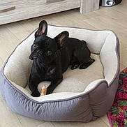 Vasco participe au concours pour gagner de l'argent avec cette photo : animal, black_dog, canine, companion, cozy, cute, dog, domestic, ears_up, floor, flooring, french_bulldog, home, indoor, looking_up, pet, pet_bed, relaxed, toy, wooden_furniture