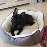 animal, black_dog, canine, companion, cozy, cute, dog, domestic, ears_up, floor, flooring, french_bulldog, home, indoor, looking_up, pet, pet_bed, relaxed, toy, wooden_furniture