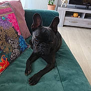Vasco participe au concours pour gagner de l'argent avec cette photo : dog, french_bulldog, pet, indoor, couch, green_couch, pillow, patterned_pillow, floor, wooden_floor, plant, potted_plant, furniture, living_room, ears, brown_eyes, animal, home_decor, relaxed, cute