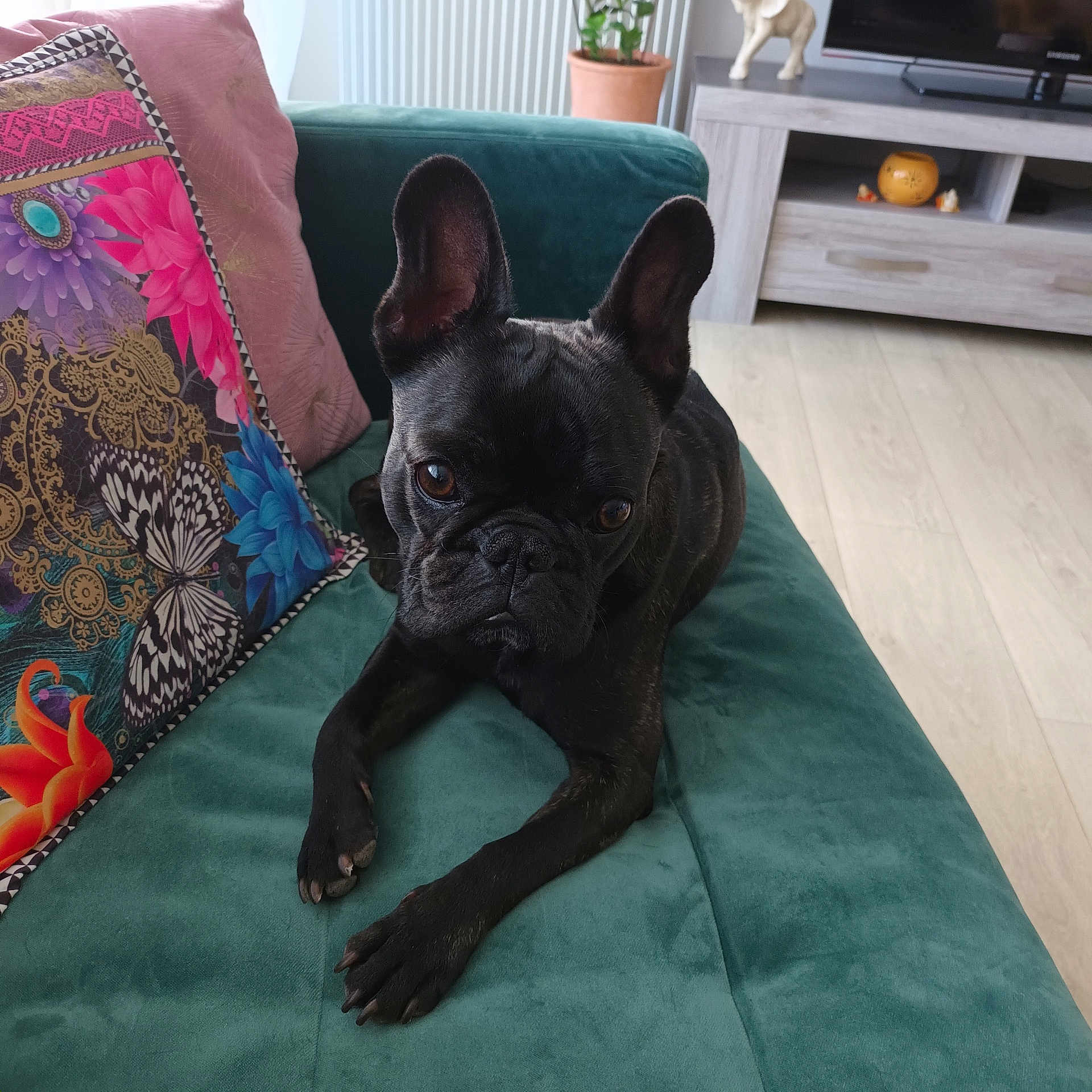 Vasco participe au concours pour gagner de l'argent avec cette photo : dog, french_bulldog, pet, indoor, couch, green_couch, pillow, patterned_pillow, floor, wooden_floor, plant, potted_plant, furniture, living_room, ears, brown_eyes, animal, home_decor, relaxed, cute