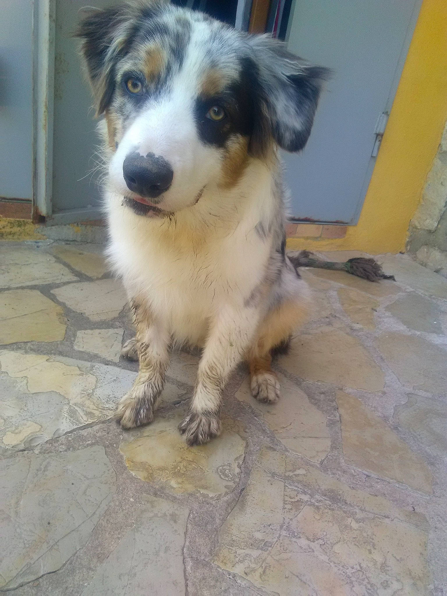 Petit Coeur a rejoint le concours — aidez-le/la à gagner de superbes lots ! aidi, australian_collie, australian_shepherd, border_collie, canidae, carnivore, companion_dog, dog, dog_breed, herding_dog, mammal, miniature_australian_shepherd, rare_breed_dog, snout, sporting_group, street_dog, texas_heeler, vertebrate, welsh_sheepdog, working_dog