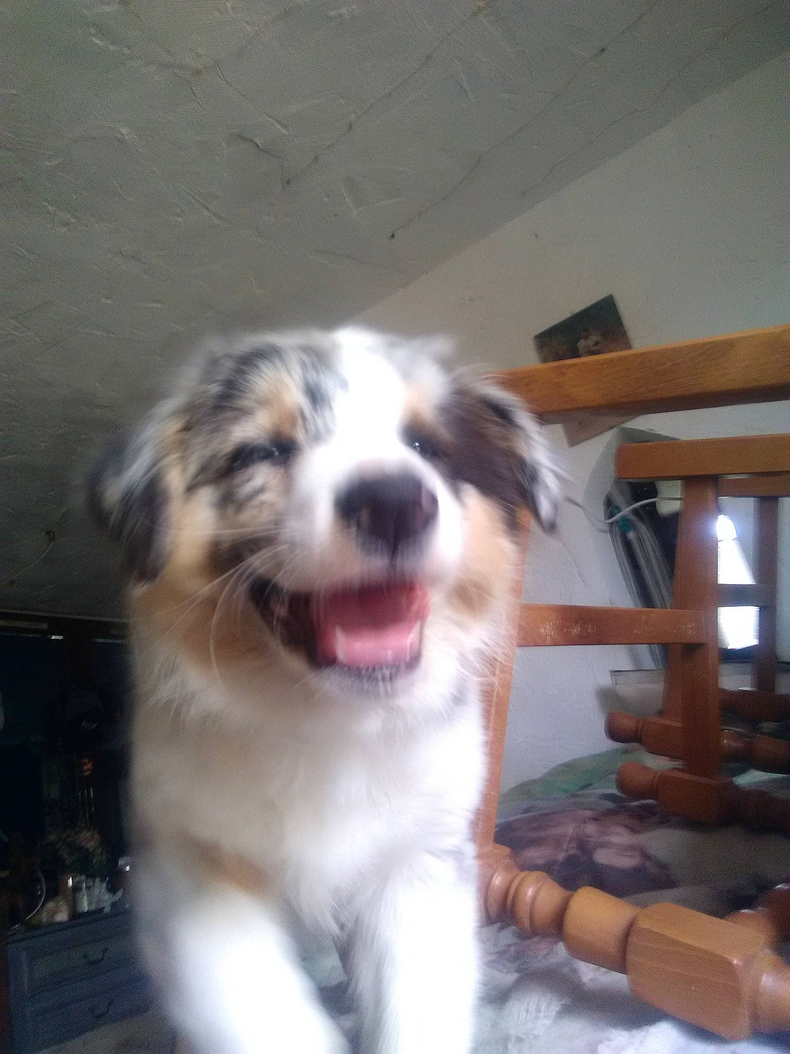 Petit Coeur participe au concours pour gagner de l'argent avec cette photo : australian_shepherd, canidae, carnivore, companion_dog, dog, dog_breed, mammal, miniature_australian_shepherd, mucuchies, rare_breed_dog, romanian_mioritic_shepherd_dog, sporting_group, tornjak, vertebrate