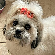 Layla is registered to the contest to win money with this photo: dog, small_dog, white_fur, black_ears, pink_bows, pet, indoor, tile_floor, water_bowl, cute, fluffy, animal, looking_up, adorable, companion, domestic_animal, fur, face, portrait, mammal