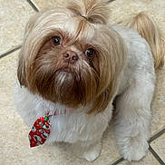 Nico joined the competition — help win amazing prizes! dog, shih_tzu, pet, fur, tie, hair_tie, cute, brown_eyes, white_fur, brown_fur, floor_tiles, indoors, small_dog, looking_up, groomed, animal, companion, adorable, holiday, portrait