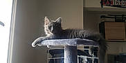Pablo a rejoint le concours — aidez-le/la à gagner de superbes lots ! carnivoran, cat, cat_like_mammal, fur, furniture, kitten, mammal, small_to_medium_sized_cats, technology, whiskers, window