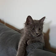 Pablo a rejoint le concours — aidez-le/la à gagner de superbes lots ! british_shorthair, carnivoran, cat, cat_like_mammal, chartreux, domestic_short_haired_cat, fur, kitten, korat, mammal, nebelung, russian_blue, small_to_medium_sized_cats, snout, whiskers