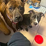 Mesha And Star joined the competition — help win amazing prizes! dogs, puppies, brindle, black_and_white, pets, animal_portrait, indoors, tiled_floor, food_bowls, water_bowls, red_bowl, ears, collars, sitting, looking_at_camera, close_up, home, pet_feeding_area, fawn_dog, companion_animals