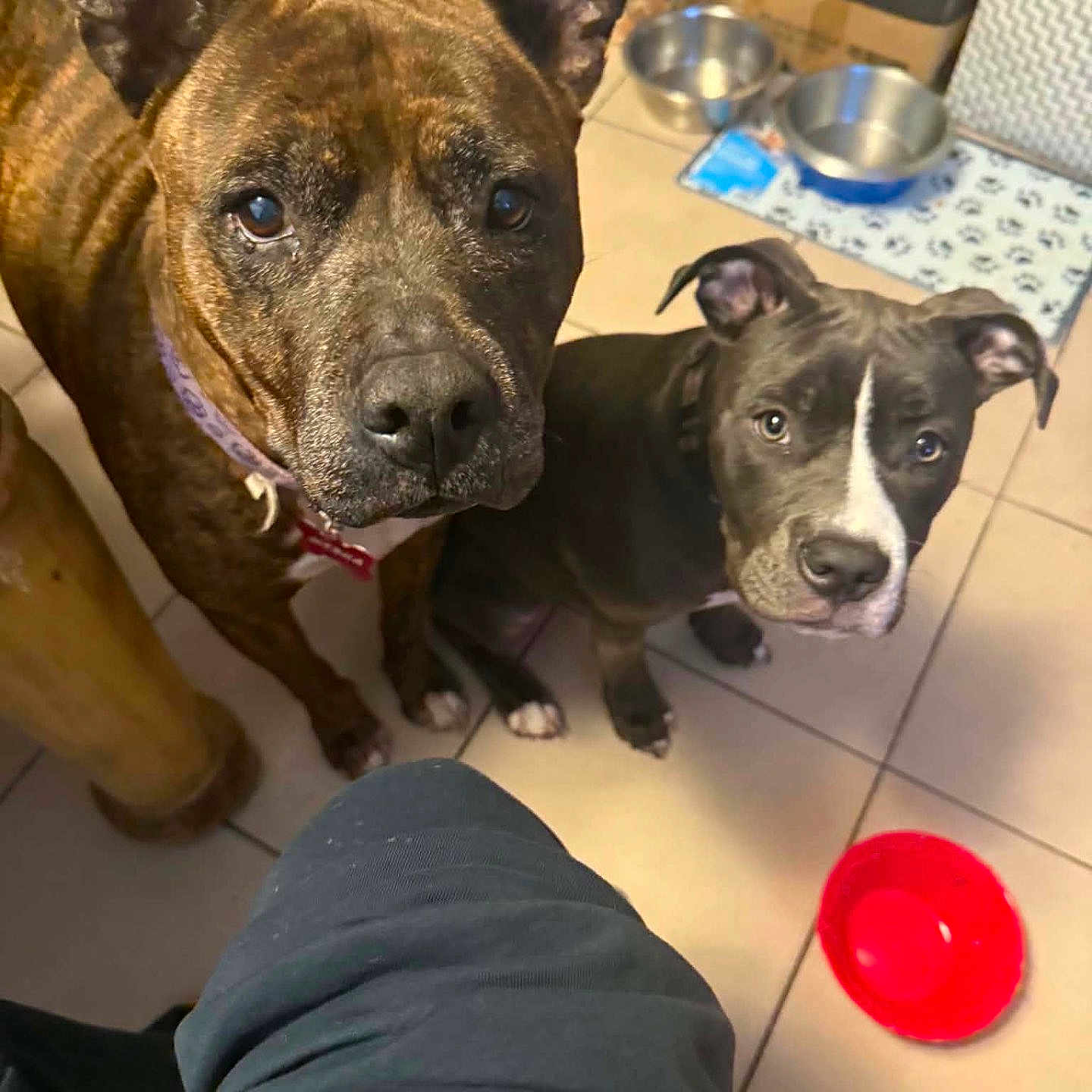 Mesha And Star