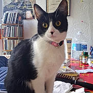Trixie is registered to the contest to win money with this photo: cat, black_and_white, yellow_eyes, table, household_items, poster, madonna, certificate, wall, indoor, curious, sitting, collar, plastic_bottle, brush, paper_towel, shelf, cds, decor, vintage