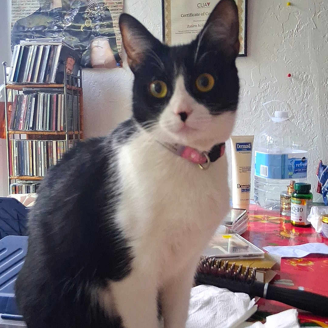 Trixie is registered to the contest to win money with this photo: cat, black_and_white, yellow_eyes, table, household_items, poster, madonna, certificate, wall, indoor, curious, sitting, collar, plastic_bottle, brush, paper_towel, shelf, cds, decor, vintage