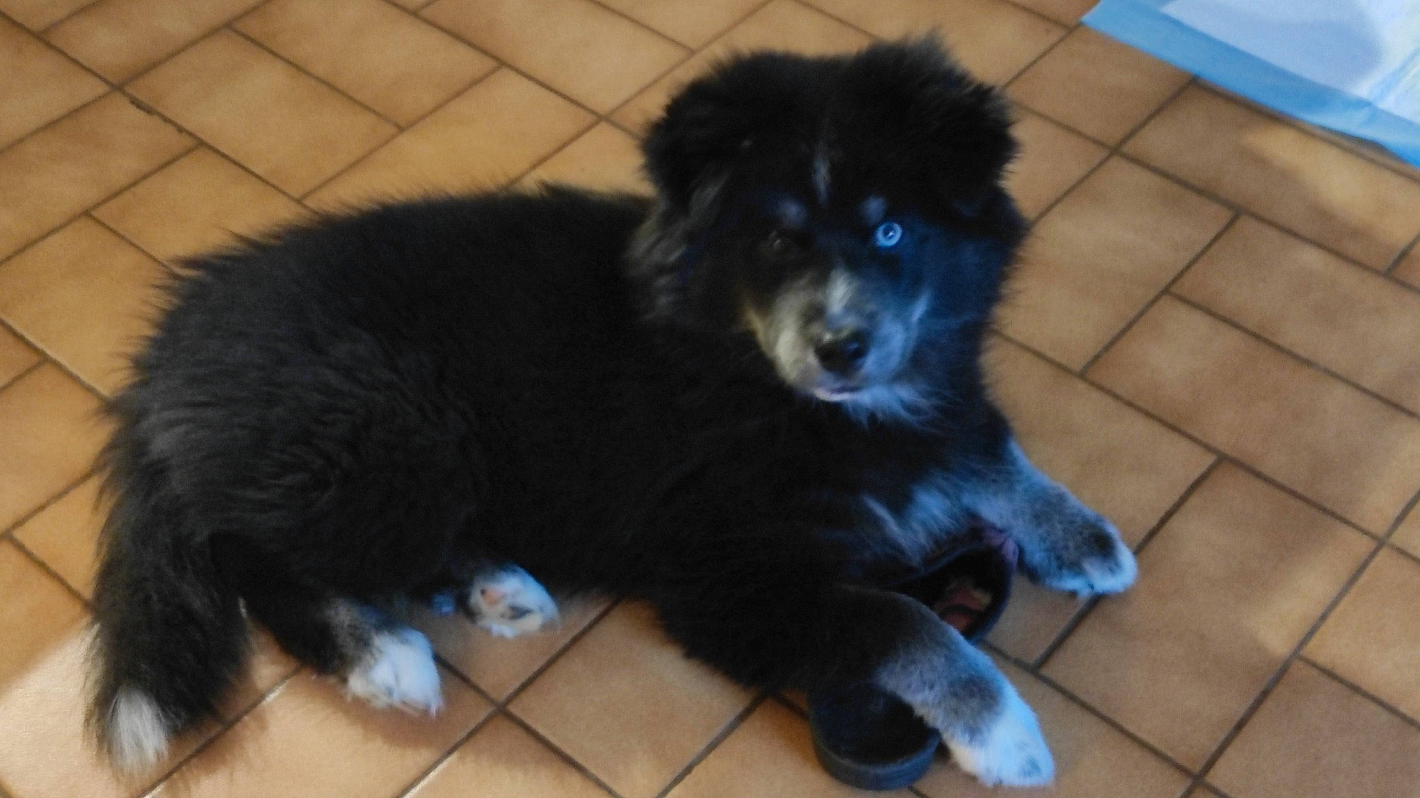 Thalia participe au concours pour gagner de l'argent avec cette photo : ancient_dog_breeds, canidae, carnivore, companion_dog, dog, dog_breed, electric_blue, flooring, fur, herding_dog, non_sporting_group, puppy, snout, sporting_group, tail, terrestrial_animal, working_animal, working_dog