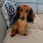 Valentine a rejoint le concours — aidez-le/la à gagner de superbes lots ! animal, blanket, brown_dog, couch, cozy, cute, dachshund, dog, domestic, fur, furniture, home, indoor, living_room, long_hair, looking, pet, pillow, sitting, small_dog