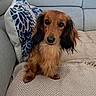 animal, blanket, brown_dog, couch, cozy, cute, dachshund, dog, domestic, fur, furniture, home, indoor, living_room, long_hair, looking, pet, pillow, sitting, small_dog