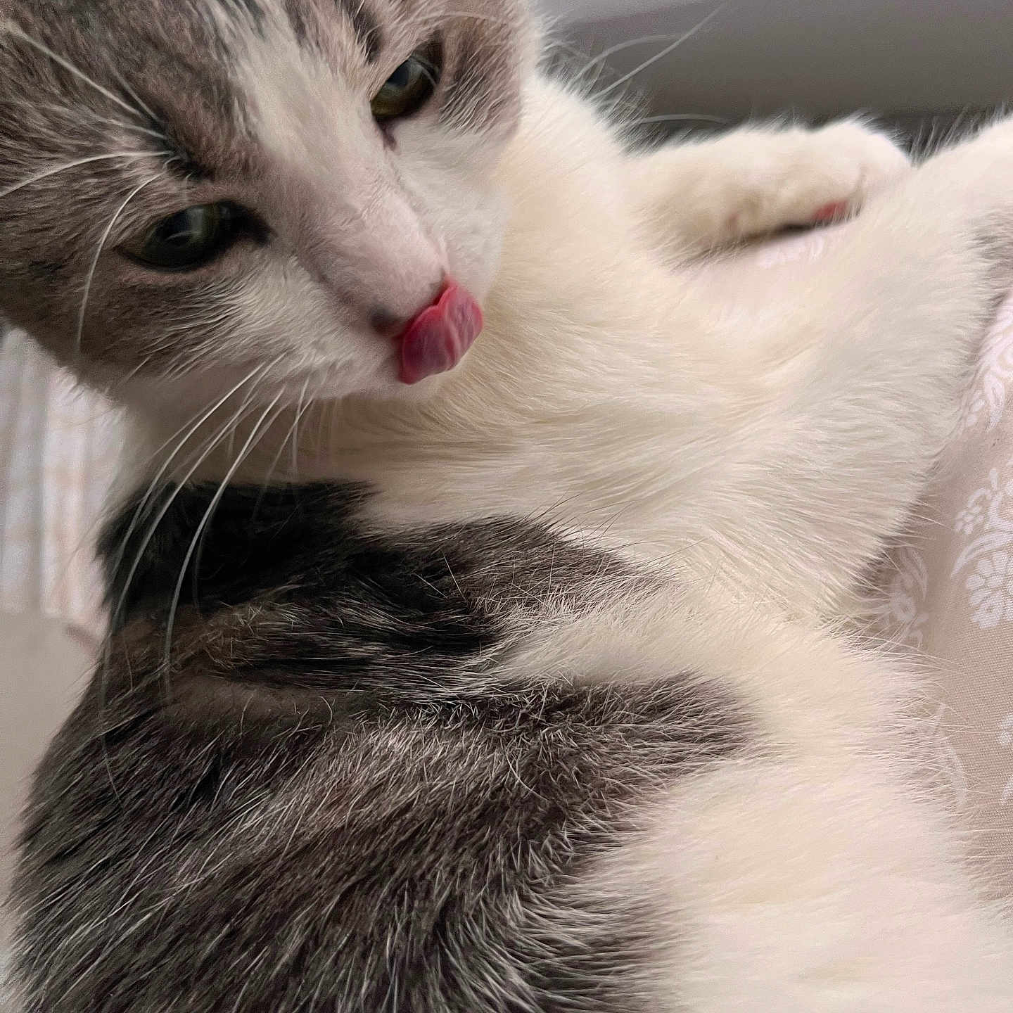 Minnie joined the competition — help win amazing prizes! abyssinian, angora, animal, bodypart, cat, hardwood, kitten, manx, mouth, person, pet, siamese, tongue, wood