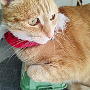 Luna a rejoint le concours — aidez-le/la à gagner de superbes lots ! cat, orange_tabby, collar, egg_carton, feline, whiskers, ears, indoor, floor_tile, wooden_chair, pet, animal, fur, relaxed, close_up, curious, domestic_cat, mammal, cute, resting