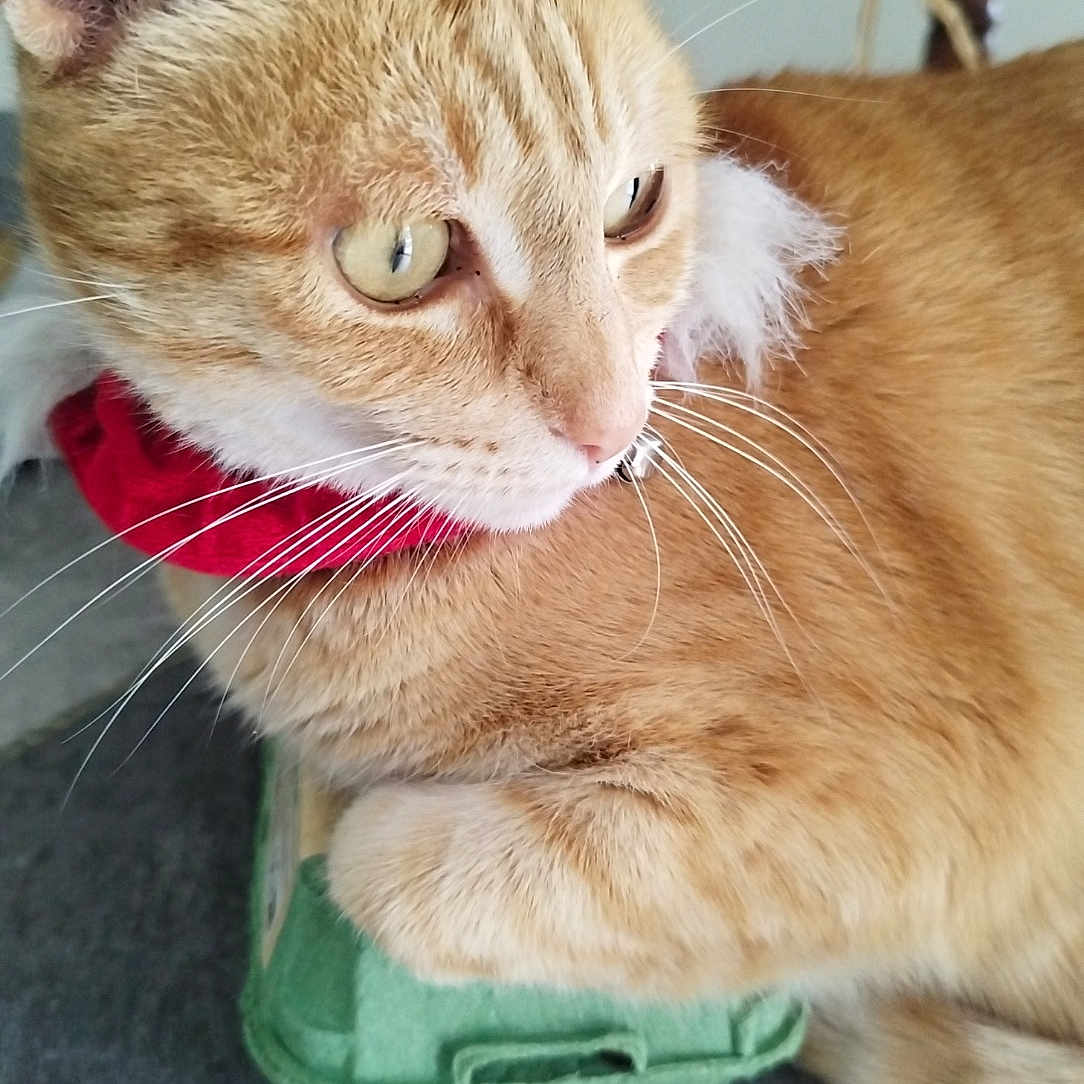 Luna a rejoint le concours — aidez-le/la à gagner de superbes lots ! animal, cat, close_up, collar, curious, cute, domestic_cat, ears, egg_carton, feline, floor_tile, fur, indoor, mammal, orange_tabby, pet, relaxed, resting, whiskers, wooden_chair