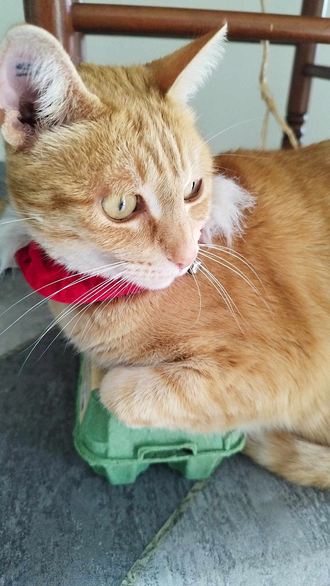 Luna a rejoint le concours — aidez-le/la à gagner de superbes lots ! cat, orange_tabby, collar, egg_carton, feline, whiskers, ears, indoor, floor_tile, wooden_chair, pet, animal, fur, relaxed, close_up, curious, domestic_cat, mammal, cute, resting