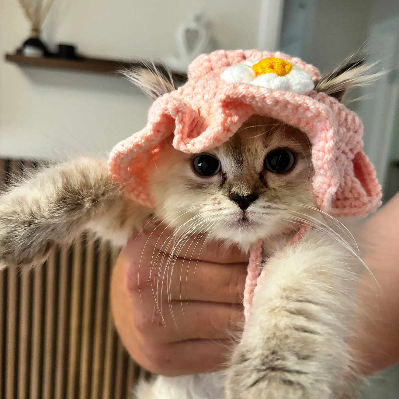 Minnie is registered to the contest to win money with this photo: adorable, animal, cat, closeup, crocheted, cute, domestic, flower, fluffy, furry, hand, hat, indoor, kitten, paws, pet, pink, portrait, whiskers, young