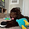 Boone joined the competition — help win amazing prizes! air_conditioner, blue_toy, brown_dog, carpet, cozy, curly_fur, cute, dog, floor, furniture, happy, indoor, living_room, pet, plush_toy, tongue_out, toy, tv, vertical_blinds, yellow_feet