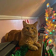 Joe joined the competition — help win amazing prizes! cat, orange_tabby, feline, tinsel, christmas_tree, holiday_lights, decorations, indoor, wooden_surface, festive, cozy, pet, animal, relaxed, holiday, christmas, lights, decor, fur, tabby