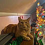 cat, orange_tabby, feline, tinsel, christmas_tree, holiday_lights, decorations, indoor, wooden_surface, festive, cozy, pet, animal, relaxed, holiday, christmas, lights, decor, fur, tabby