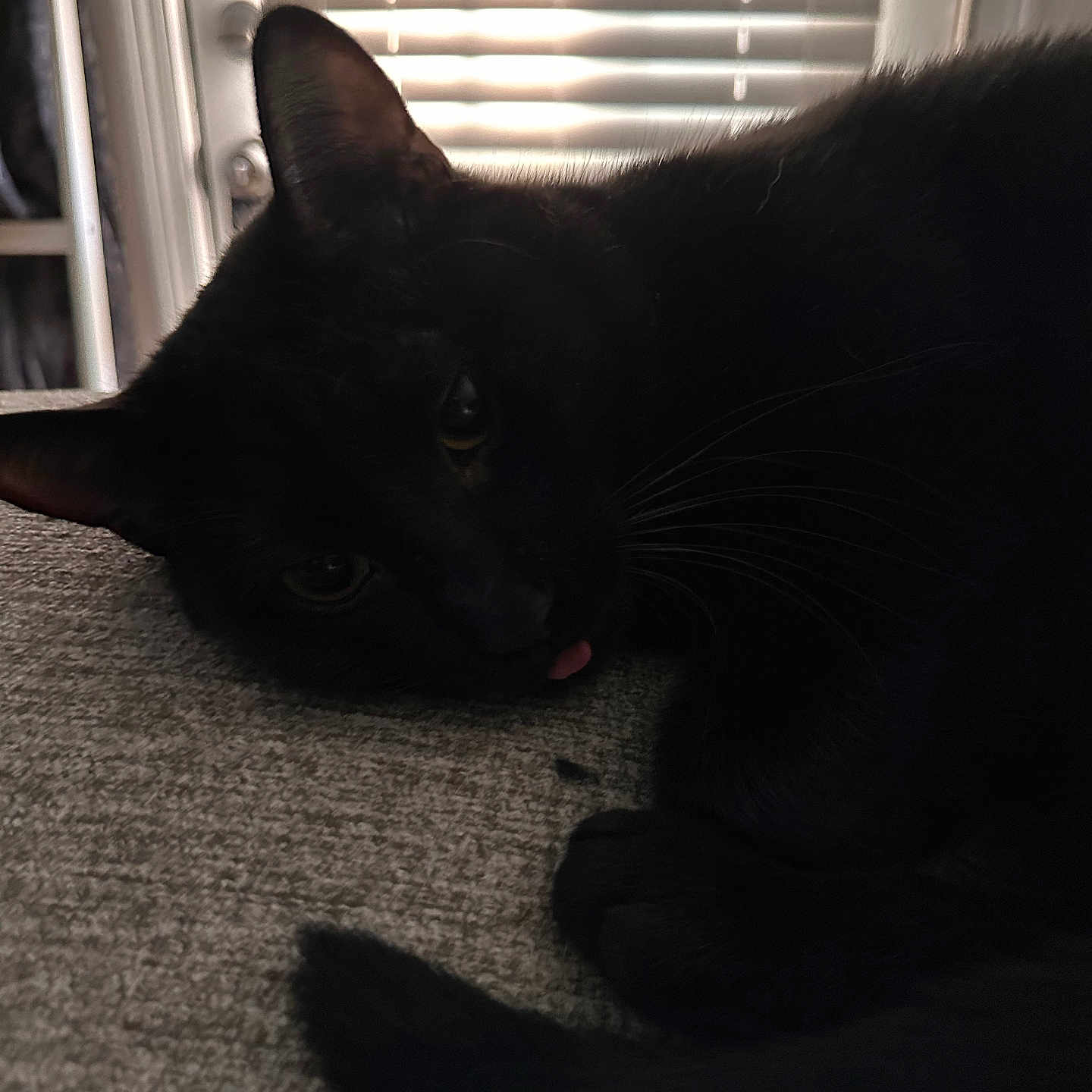 Oliver is registered to the contest to win money with this photo: abyssinian, animal, blackcat, bodypart, cat, couch, curtain, furniture, hardwood, homedecor, kitten, manx, mouth, person, pet, silhouette, tongue, window, windowshade, wood