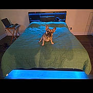 Charlie joined the competition — help win amazing prizes! dog, bed, quilt, green, led_light, bedroom, furniture, laptop, table, floor, ear, pet, indoor, technology, wooden_table, electronic_device, modern, cozy, small_dog, animal