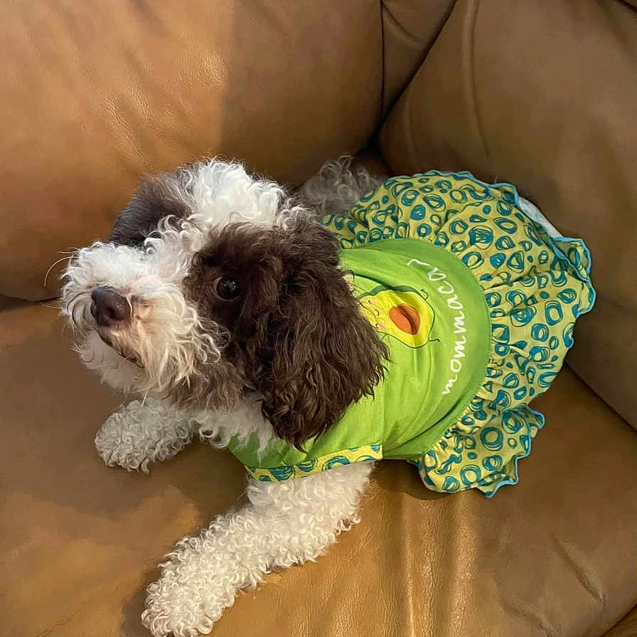 Lola is registered to the contest to win money with this photo: adorable, animal, avocado_print, brown_and_white, companion, cozy, curled_fur, curly_hair, cute, dog, dress, fluffy, home, indoor, leather_couch, looking_up, pet_clothing, resting, seated, small_dog