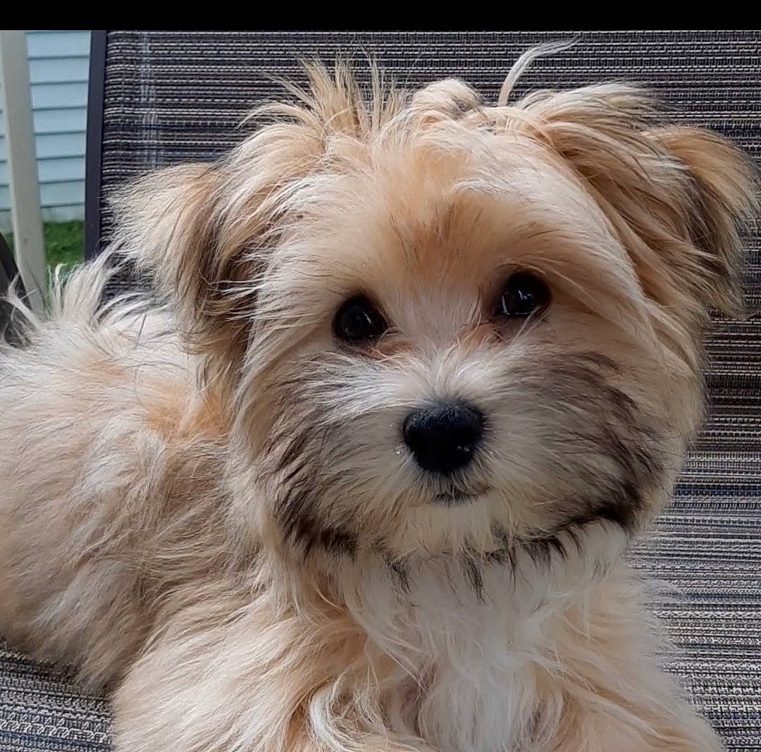 Theodore joined the competition — help win amazing prizes! biewer_terrier, canidae, carnivore, companion_dog, dog, dog_breed, fur, liver, maltepoo, non_sporting_group, puppy, shih_poo, small_terrier, snout, sporting_group, terrestrial_animal, terrier, toy_dog, working_animal, yorkipoo