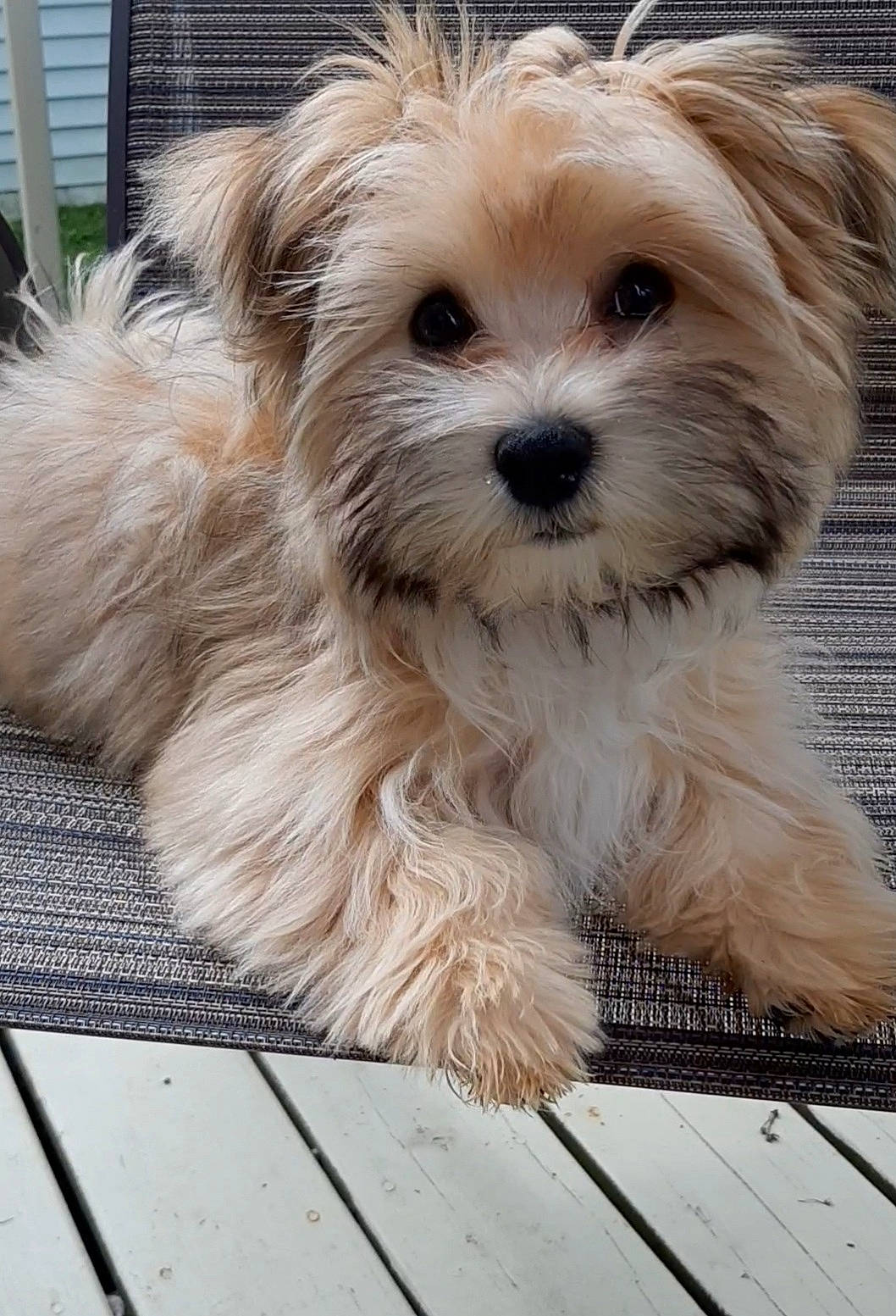 Theodore joined the competition — help win amazing prizes! canidae, carnivore, companion_dog, dog, dog_breed, fur, liver, mal_shi, maltepoo, plank, puppy_love, shih_poo, small_terrier, sporting_group, terrestrial_animal, terrier, toy_dog, wood, working_animal, yorkipoo