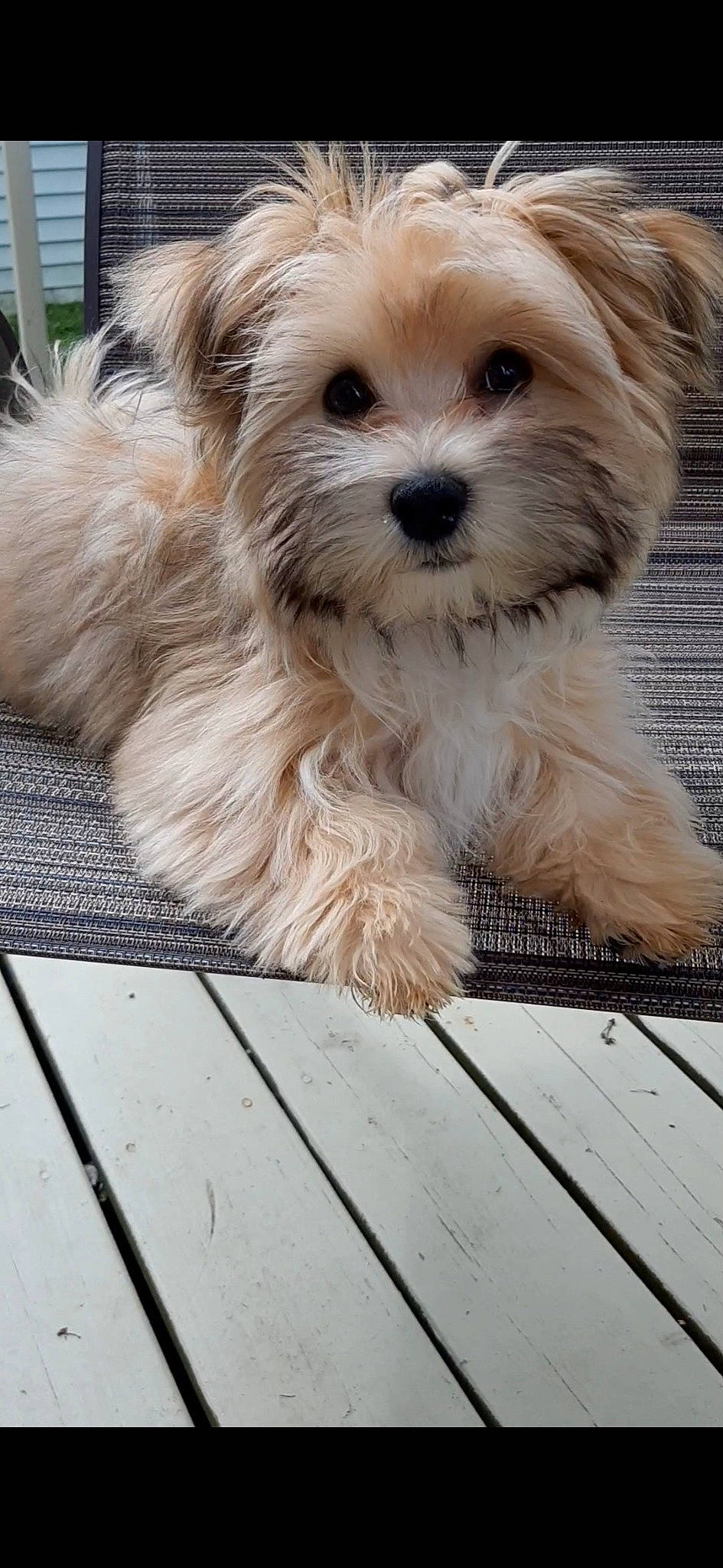 Theodore joined the competition — help win amazing prizes! canidae, carnivore, companion_dog, dog, dog_breed, fur, hardwood, mal_shi, non_sporting_group, plank, puppy_love, shih_poo, small_terrier, snout, sporting_group, terrestrial_animal, terrier, toy_dog, wood, working_animal