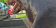 Maxou participe au concours pour gagner de l'argent avec cette photo : animal, black_dog, brick_building, canine, car, closeup, concrete, daylight, dog, fence, greenery, mouth_open, nature, outdoor, pavement, pet, side_view, tongue, tongue_out, yard