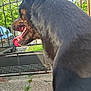 dog, black_dog, tongue, outdoor, fence, car, side_view, mouth_open, greenery, brick_building, concrete, pavement, pet, animal, daylight, yard, canine, nature, tongue_out, closeup