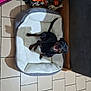 dog, pet_bed, black_dog, smiling, happy, toy, basketball_toy, floor_tile, indoor, cozy, animal, canine, laying_down, corner, home, domestic, playful, resting, cute, small_dog