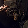 dog, pet, black_dog, lap, person, couch, indoor, sitting, shelf, furniture, relaxing, cozy, dark_clothing, expression, looking_up, paw, home, comfort, animal, companion
