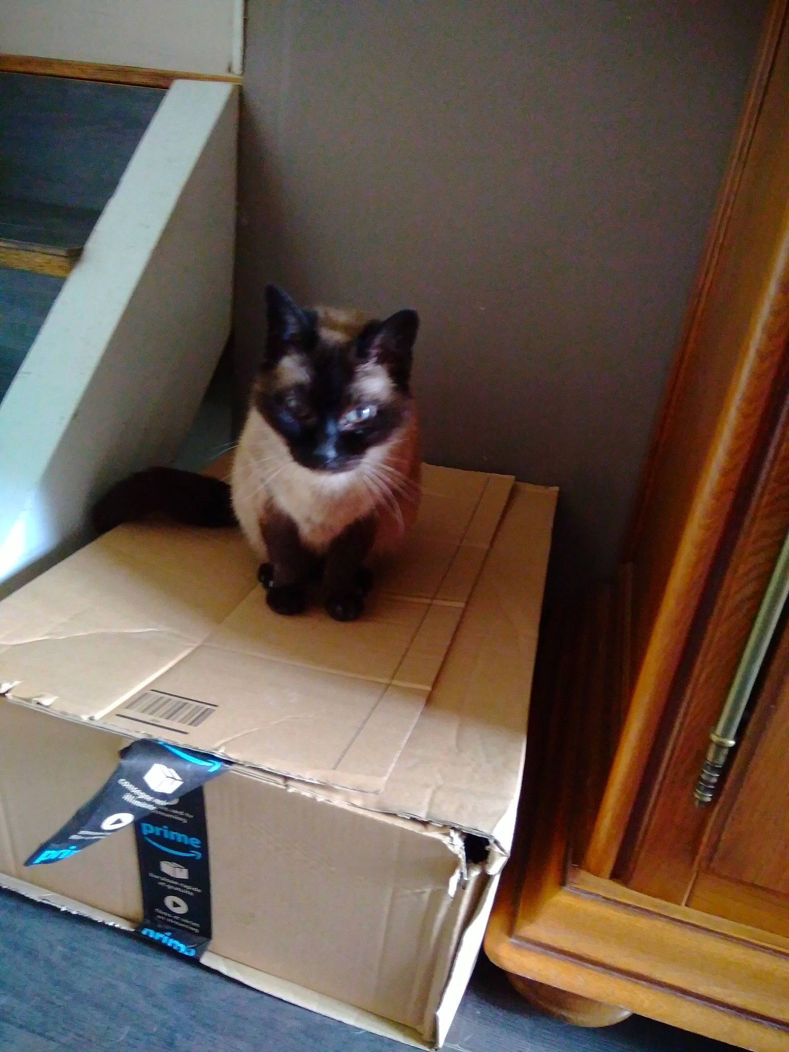 Moustique a rejoint le concours — aidez-le/la à gagner de superbes lots ! black_cat, box, cardboard, carnivore, carton, cat, domestic_short_haired_cat, felidae, floor, flooring, fur, hardwood, packaging_and_labeling, room, shipping_box, small_to_medium_sized_cats, stairs, tail, whiskers, wood