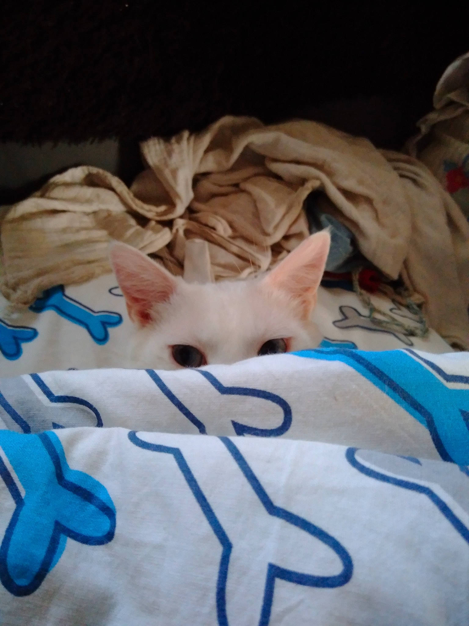 Oreo a rejoint le concours — aidez-le/la à gagner de superbes lots ! bed, bed_sheet, bedding, bedtime, carnivore, cat, comfort, domestic_short_haired_cat, electric_blue, fawn, felidae, fur, linens, nap, room, small_to_medium_sized_cats, snout, tail, textile, whiskers