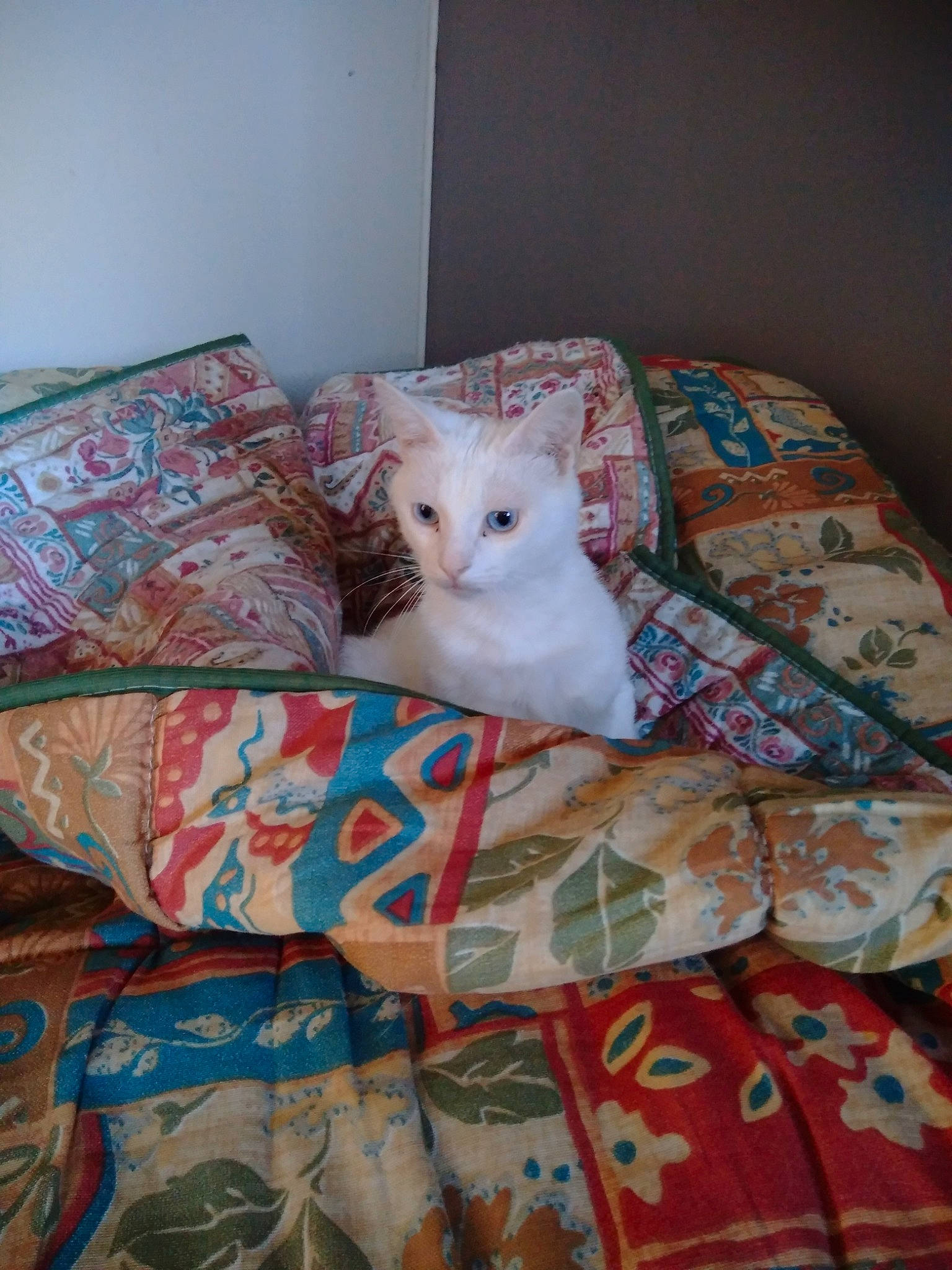 Oreo a rejoint le concours — aidez-le/la à gagner de superbes lots ! bed, bed_sheet, bedding, carnivore, cat, comfort, creative_arts, domestic_short_haired_cat, duvet, felidae, floor, flooring, hardwood, linens, pattern, room, small_to_medium_sized_cats, textile, whiskers, wood