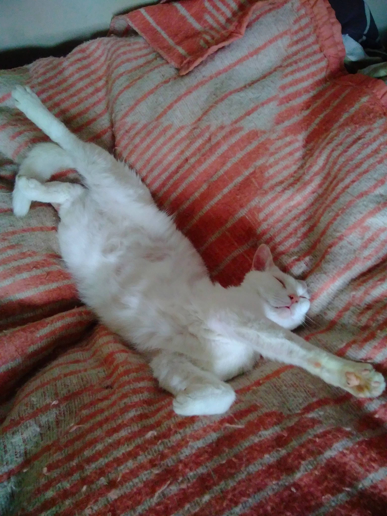 Oreo a rejoint le concours — aidez-le/la à gagner de superbes lots ! carnivore, cat, claw, comfort, companion_dog, dog_breed, domestic_short_haired_cat, fawn, felidae, flooring, fur, hardwood, linens, mammal, paw, small_to_medium_sized_cats, tail, vertebrate, whiskers, wood