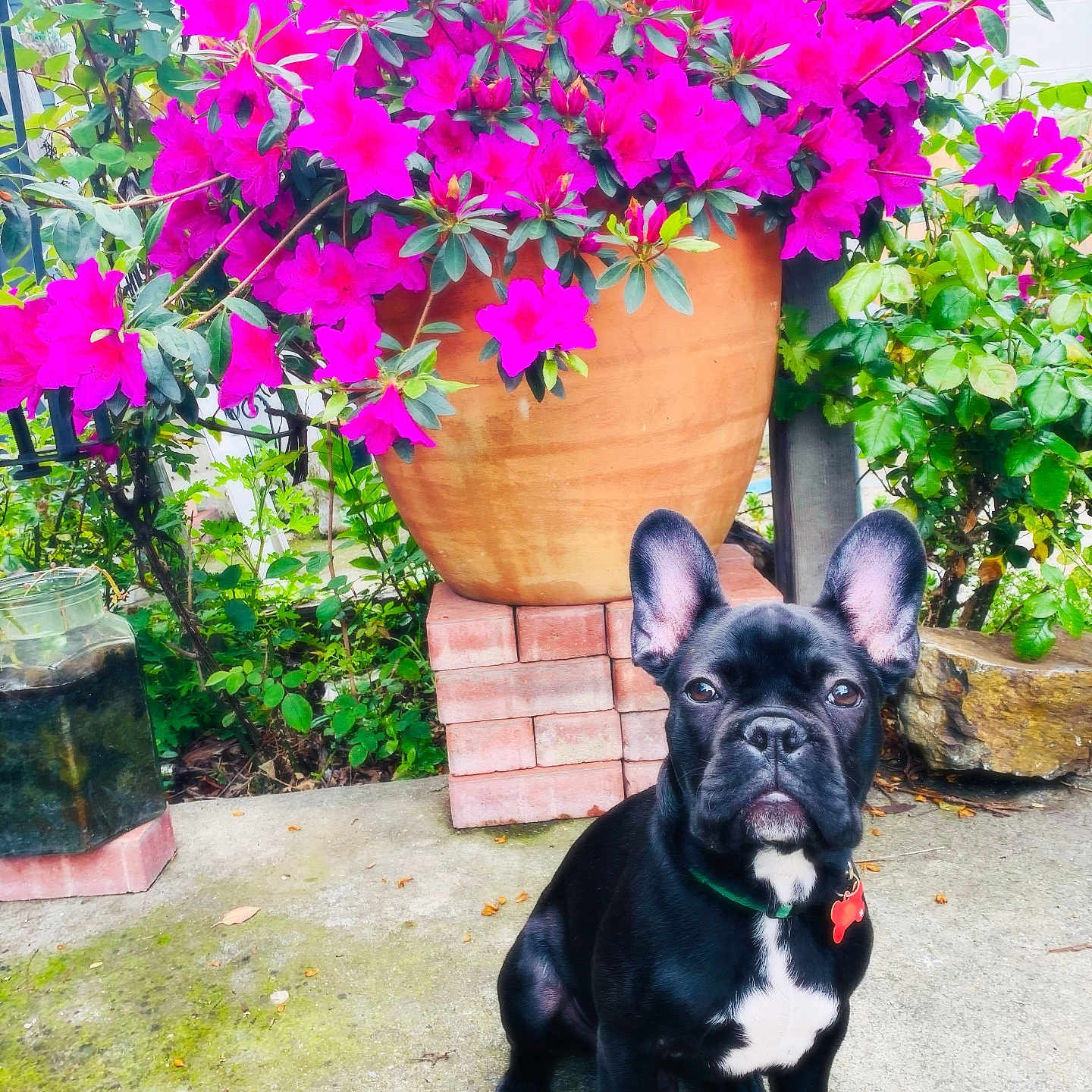 Bubba joined the competition — help win amazing prizes! animal, bulldog, canine, dog, flower, frenchbulldog, geranium, herbal, herbs, jar, leaf, nature, pet, petal, plant, planter, pottedplant, pottery, purple, vase